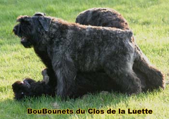 bouvier des flandres photo chiot - Elevage Clos Luette -  COPYRIGHT DEPOSE